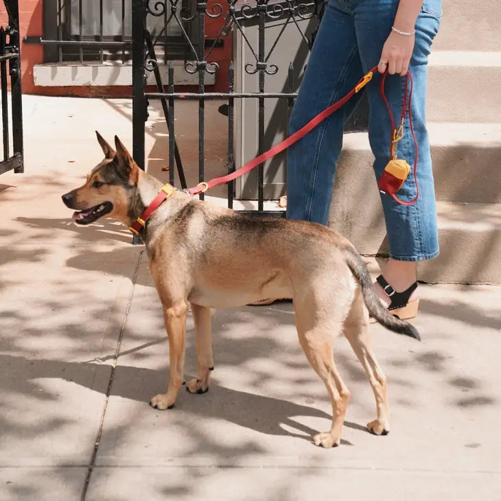 Approved by Fritz - Burgundy/Sun Collar